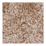 Merck Anti-RTP2 antibody produced in rabbit