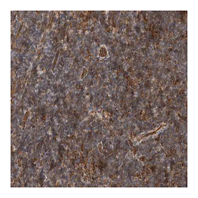 Merck Anti-BNIP2 antibody produced in rabbit