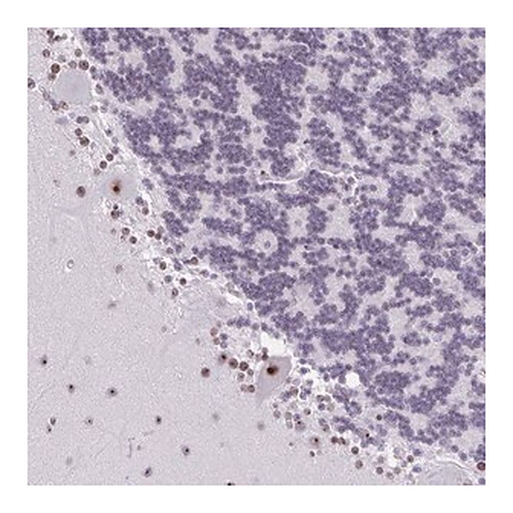 Merck Anti-ZNF800 antibody produced in rabbit