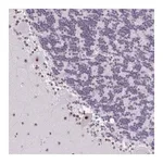 Merck Anti-ZNF800 antibody produced in rabbit