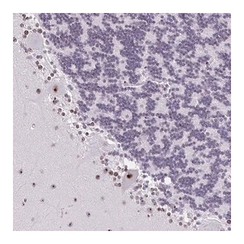 Merck Anti-ZNF800 antibody produced in rabbit