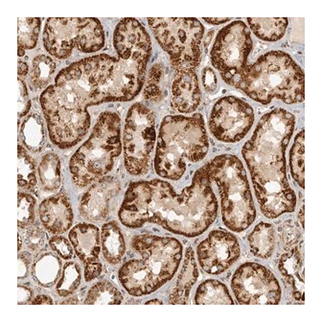 Merck Anti-NARS2 antibody produced in rabbit