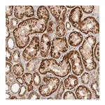 Merck Anti-NARS2 antibody produced in rabbit
