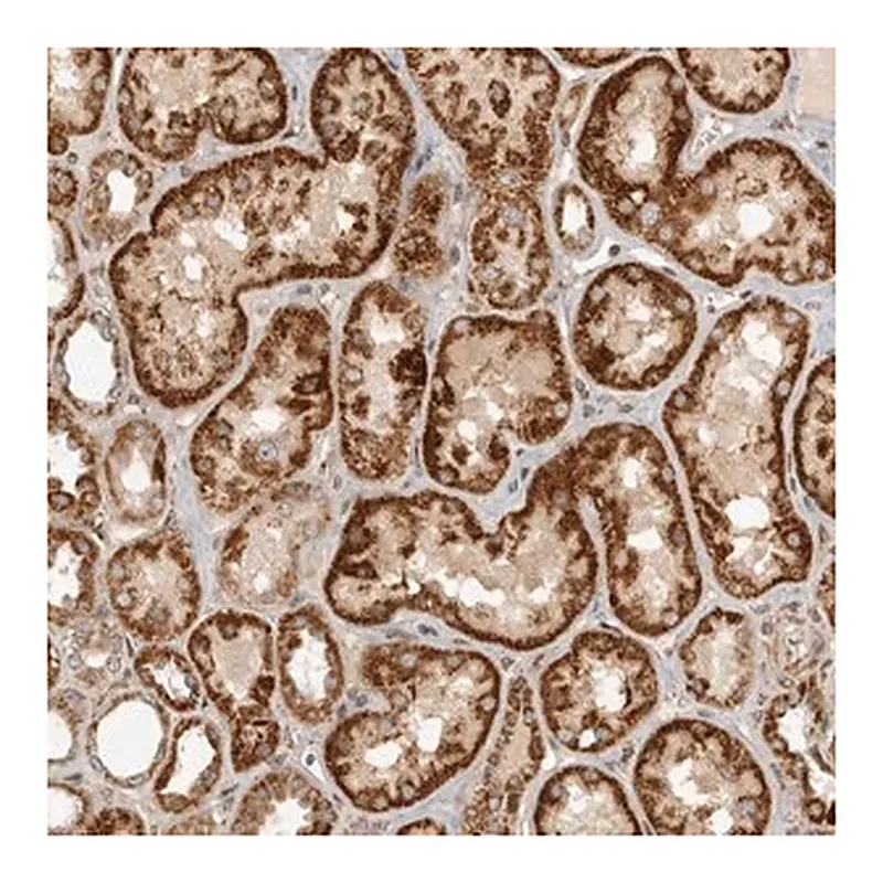 Merck Anti-NARS2 antibody produced in rabbit