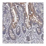 Merck Anti-DDHD2 antibody produced in rabbit
