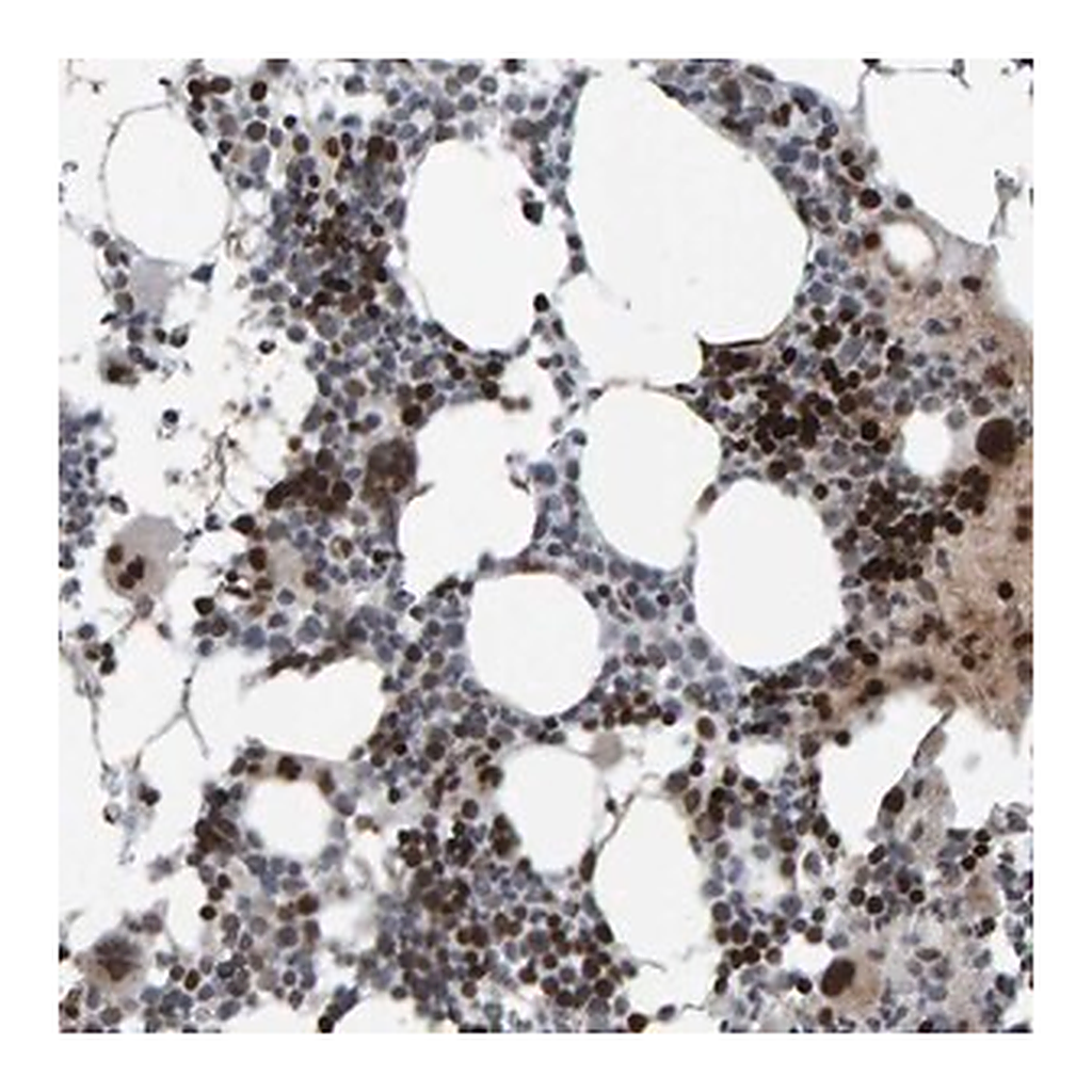 Merck Anti-ZNF366 antibody produced in rabbit