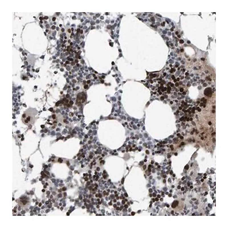 Merck Anti-ZNF366 antibody produced in rabbit
