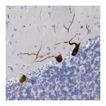 Merck Anti-MTFR1 antibody produced in rabbit