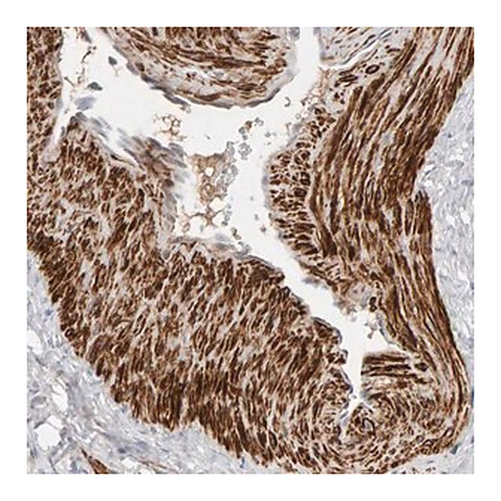 Merck Anti-NUDCD1 antibody produced in rabbit