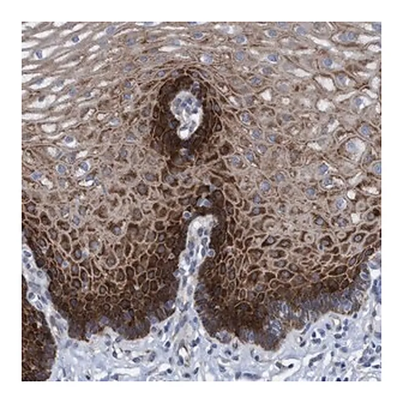 Merck Anti-R3HCC1 antibody produced in rabbit
