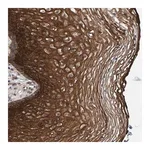Merck Anti-MFSD6L antibody produced in rabbit