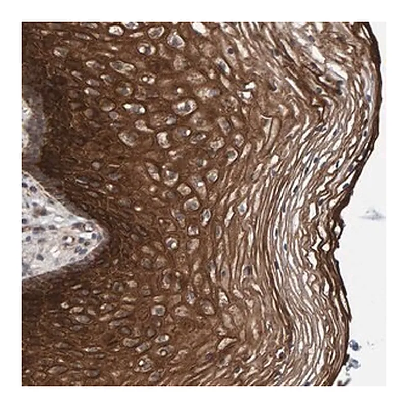 Merck Anti-MFSD6L antibody produced in rabbit