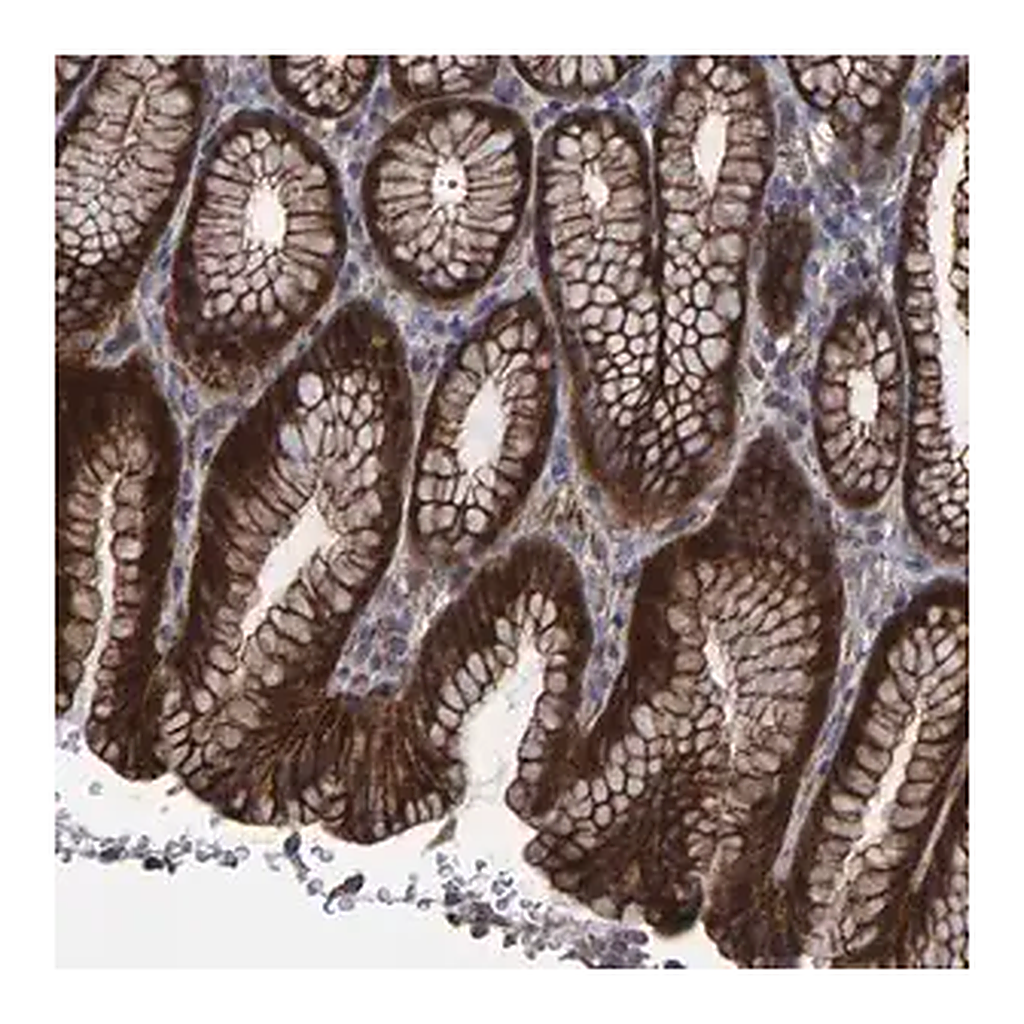 Merck Anti-SLIT2 antibody produced in rabbit