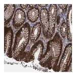 Merck Anti-SLIT2 antibody produced in rabbit
