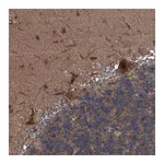 Merck Anti-NISCH antibody produced in rabbit