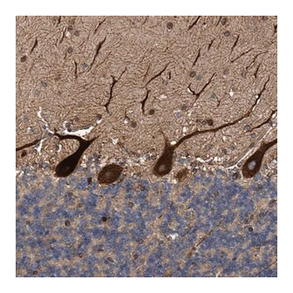 Merck Anti-THEM6 antibody produced in rabbit