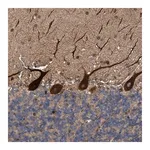Merck Anti-THEM6 antibody produced in rabbit