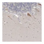 Merck Anti-NIPA1 antibody produced in rabbit
