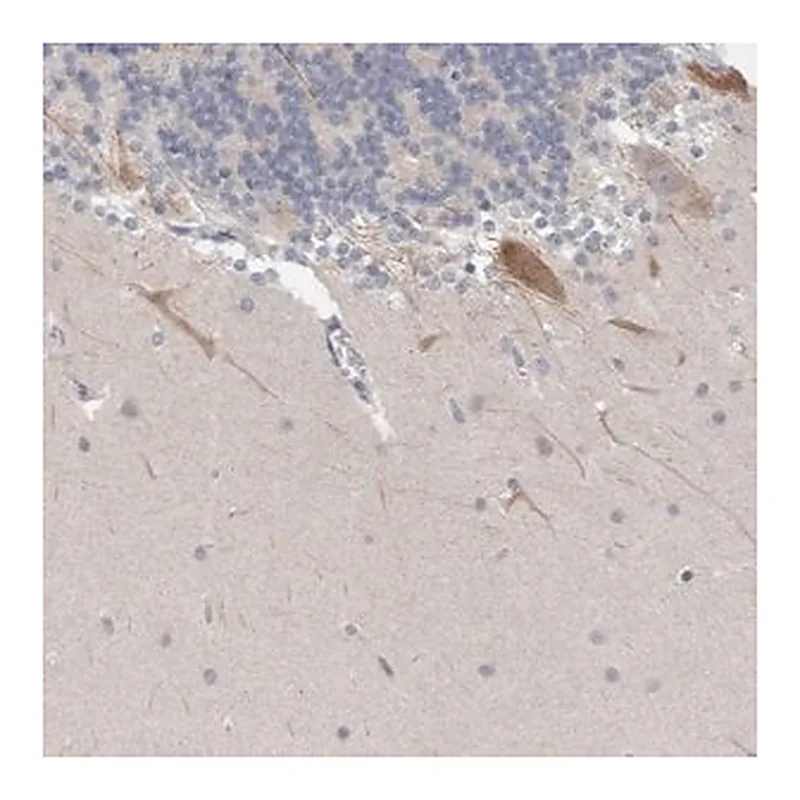 Merck Anti-NIPA1 antibody produced in rabbit
