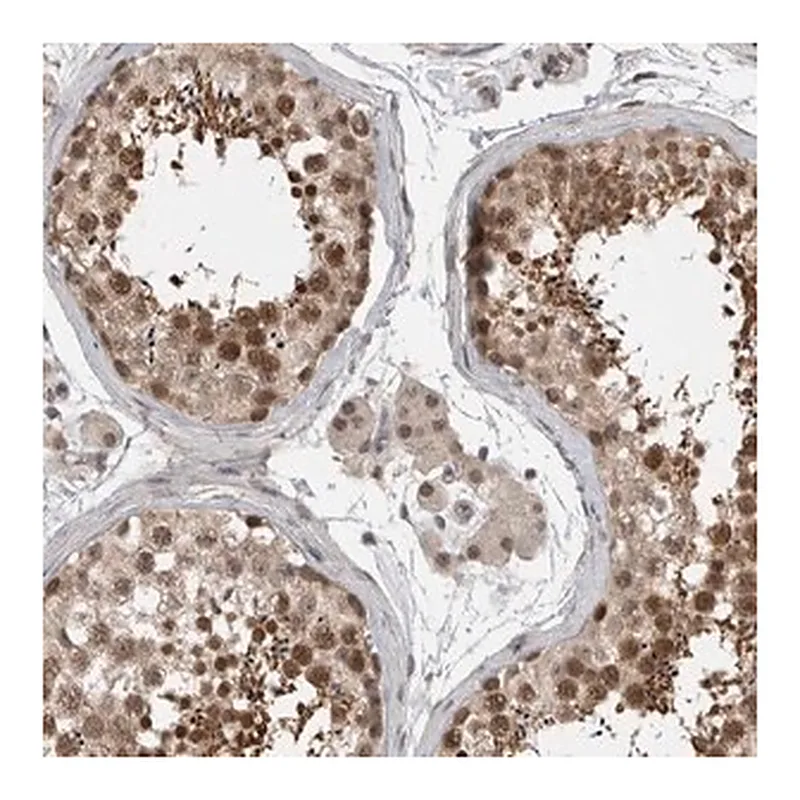 Merck Anti-ZNF341 antibody produced in rabbit
