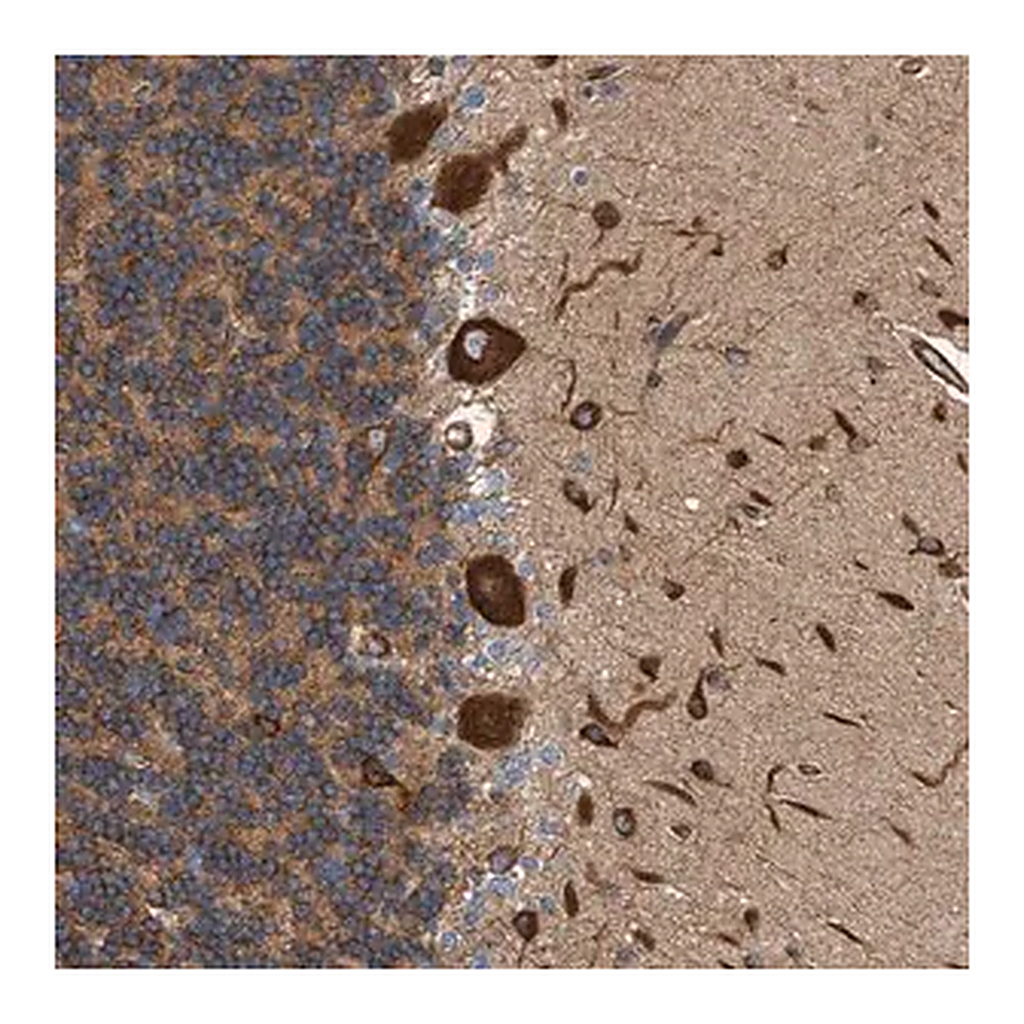 Merck Anti-FMNL3 antibody produced in rabbit
