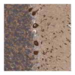 Merck Anti-FMNL3 antibody produced in rabbit
