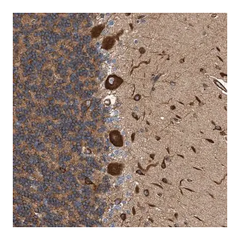 Merck Anti-FMNL3 antibody produced in rabbit
