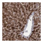 Merck Anti-PSMB6 antibody produced in rabbit