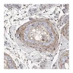 Merck Anti-EFEMP2 antibody produced in rabbit