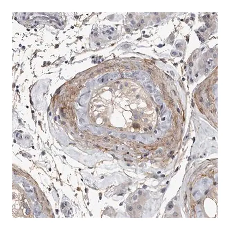 Merck Anti-EFEMP2 antibody produced in rabbit