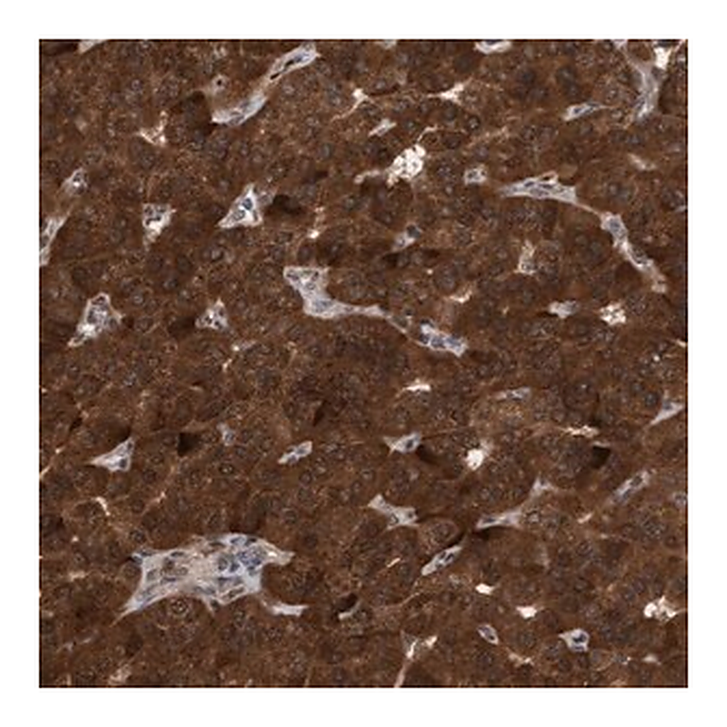 Merck Anti-TANC2 antibody produced in rabbit