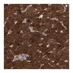 Merck Anti-TANC2 antibody produced in rabbit