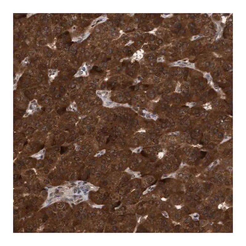 Merck Anti-TANC2 antibody produced in rabbit