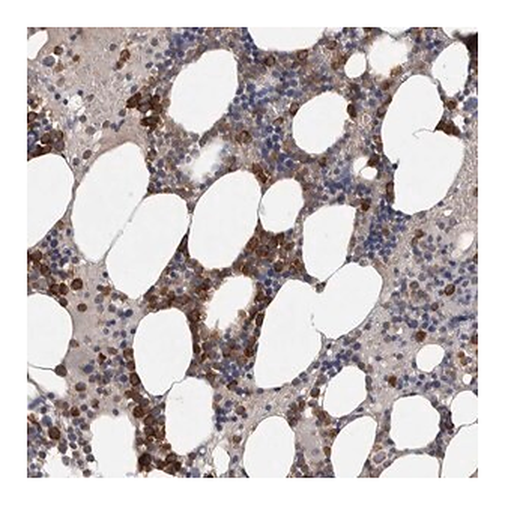 Merck Anti-SRP68 antibody produced in rabbit