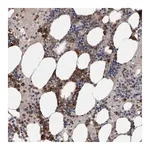 Merck Anti-SRP68 antibody produced in rabbit
