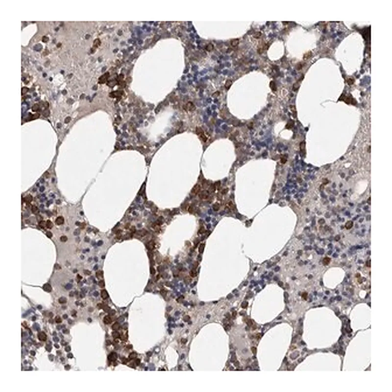 Merck Anti-SRP68 antibody produced in rabbit