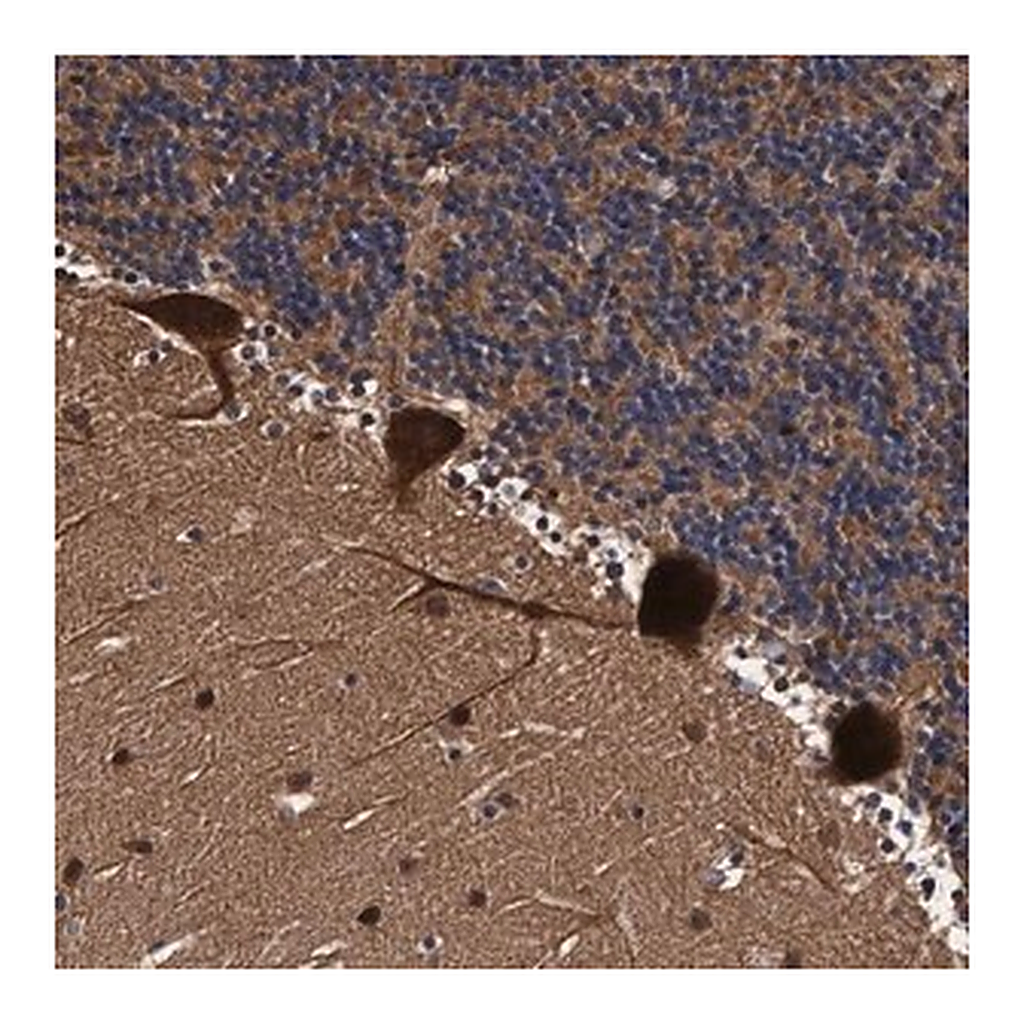 Merck Anti-EFCAB13 antibody produced in rabbit