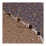 Merck Anti-EFCAB13 antibody produced in rabbit