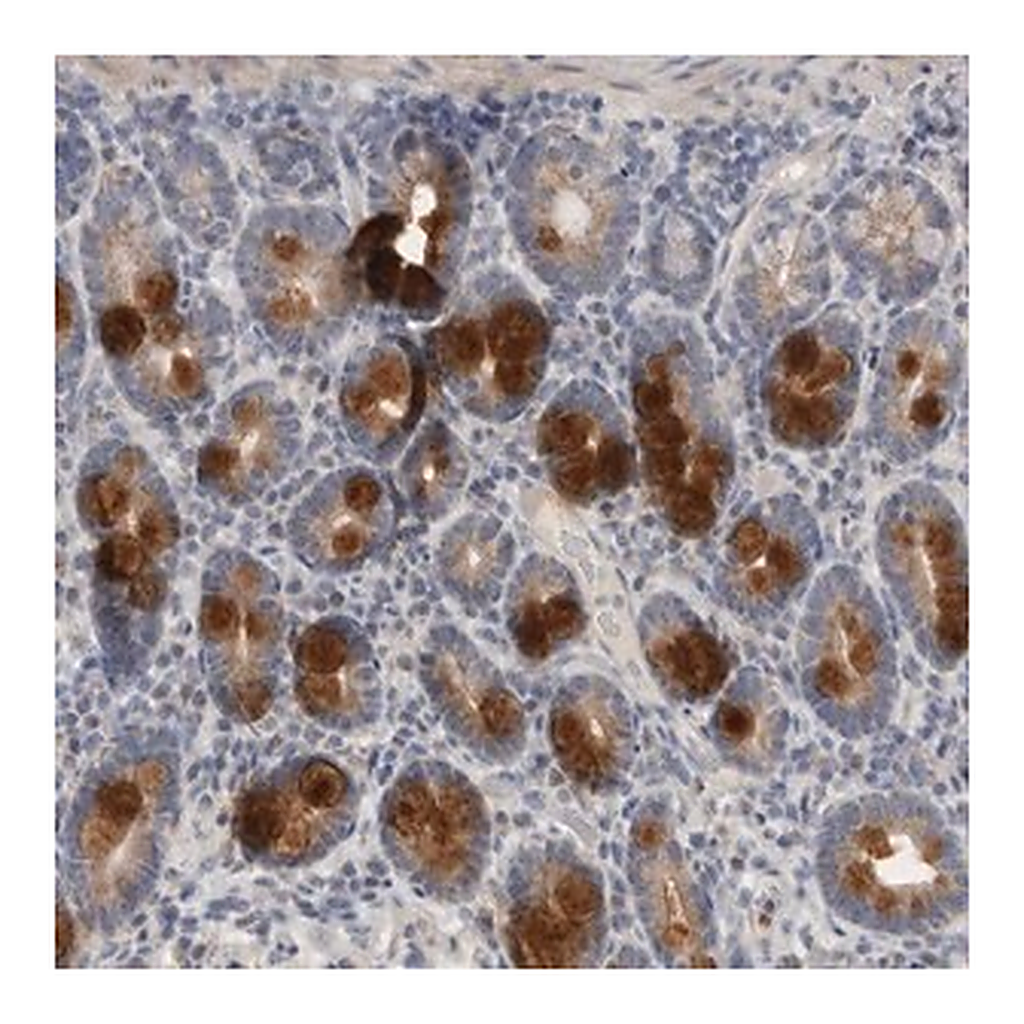Merck Anti-CCDC126 antibody produced in rabbit