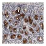 Merck Anti-CCDC126 antibody produced in rabbit
