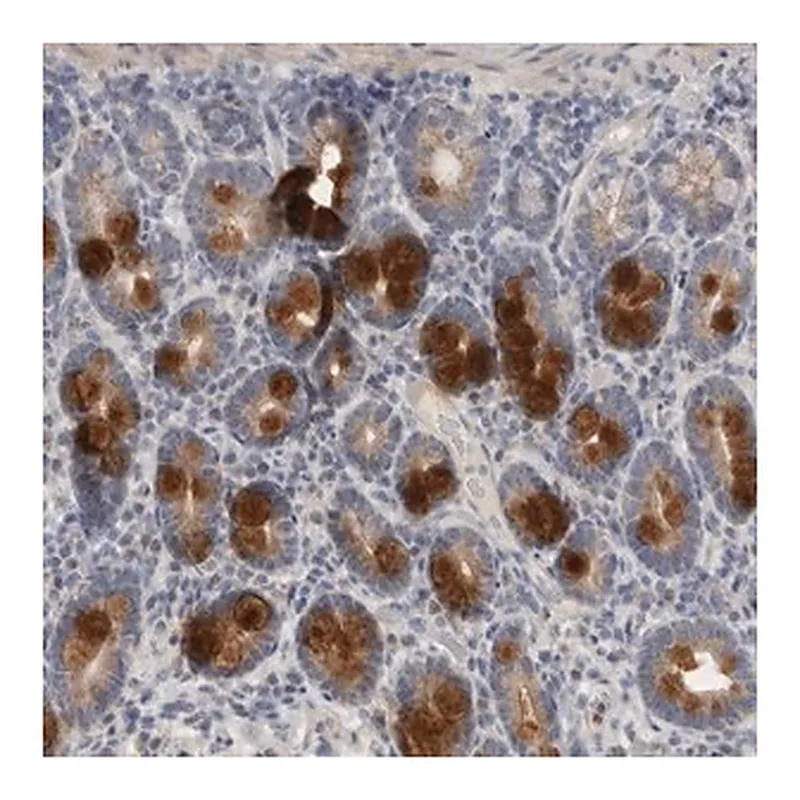 Merck Anti-CCDC126 antibody produced in rabbit