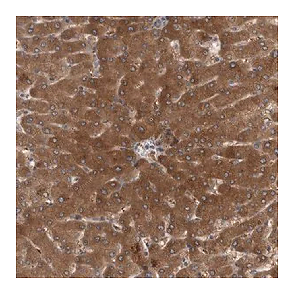Merck Anti-PARP11 antibody produced in rabbit