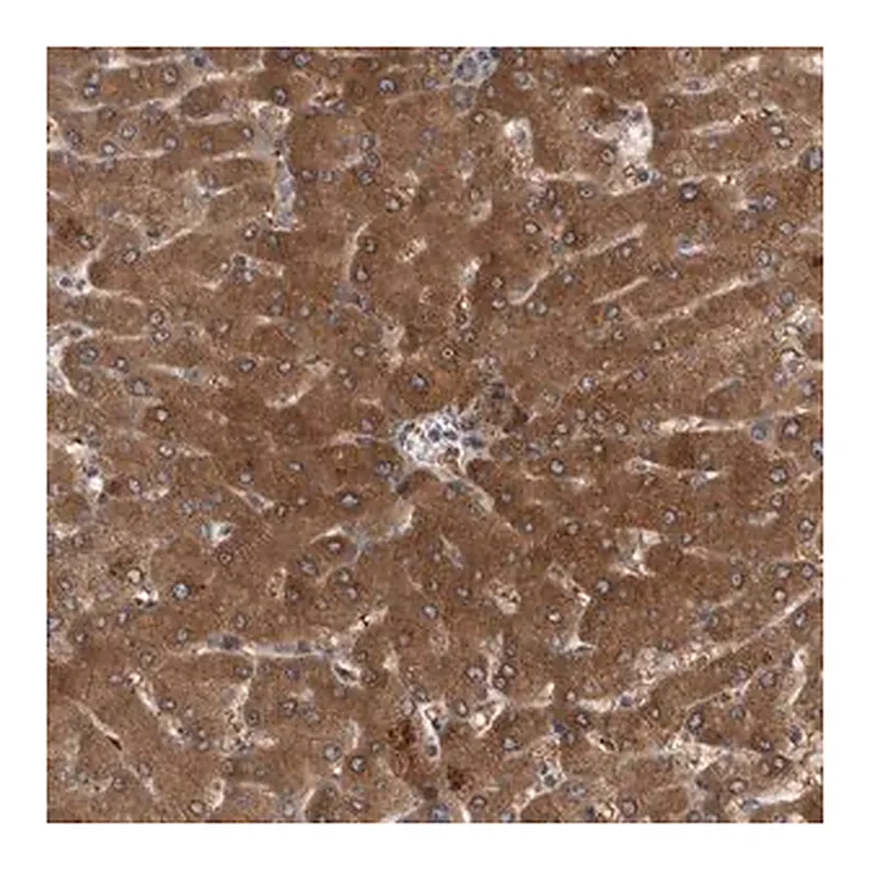 Merck Anti-PARP11 antibody produced in rabbit
