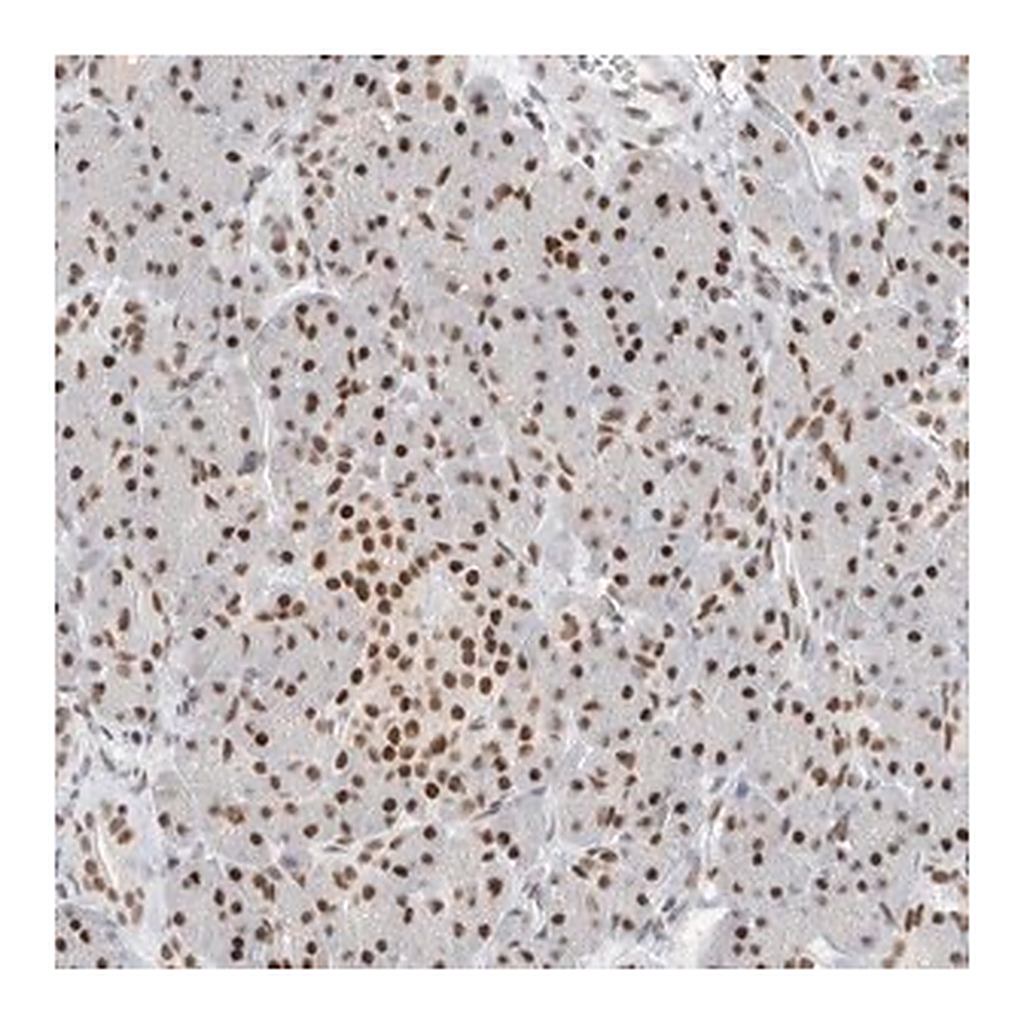 Merck Anti-COPS7A antibody produced in rabbit