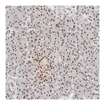 Merck Anti-COPS7A antibody produced in rabbit