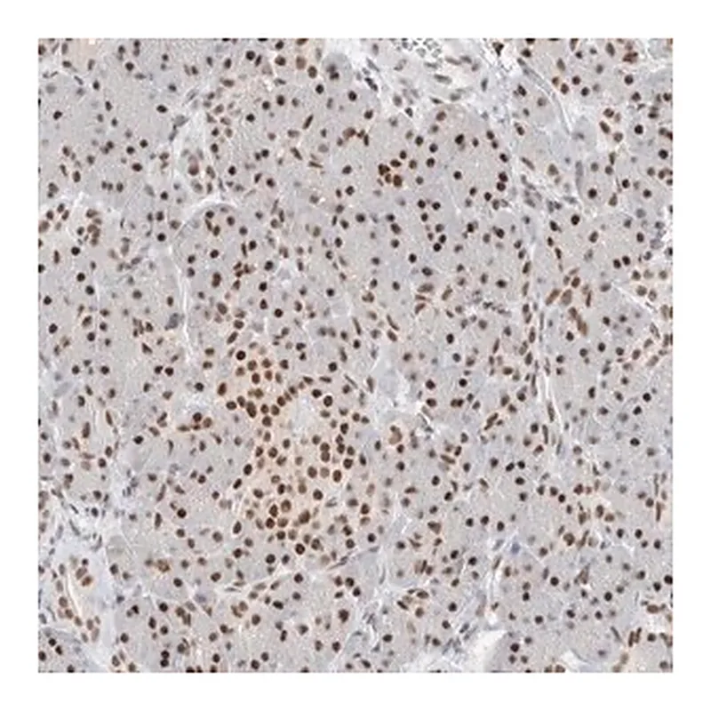 Merck Anti-COPS7A antibody produced in rabbit