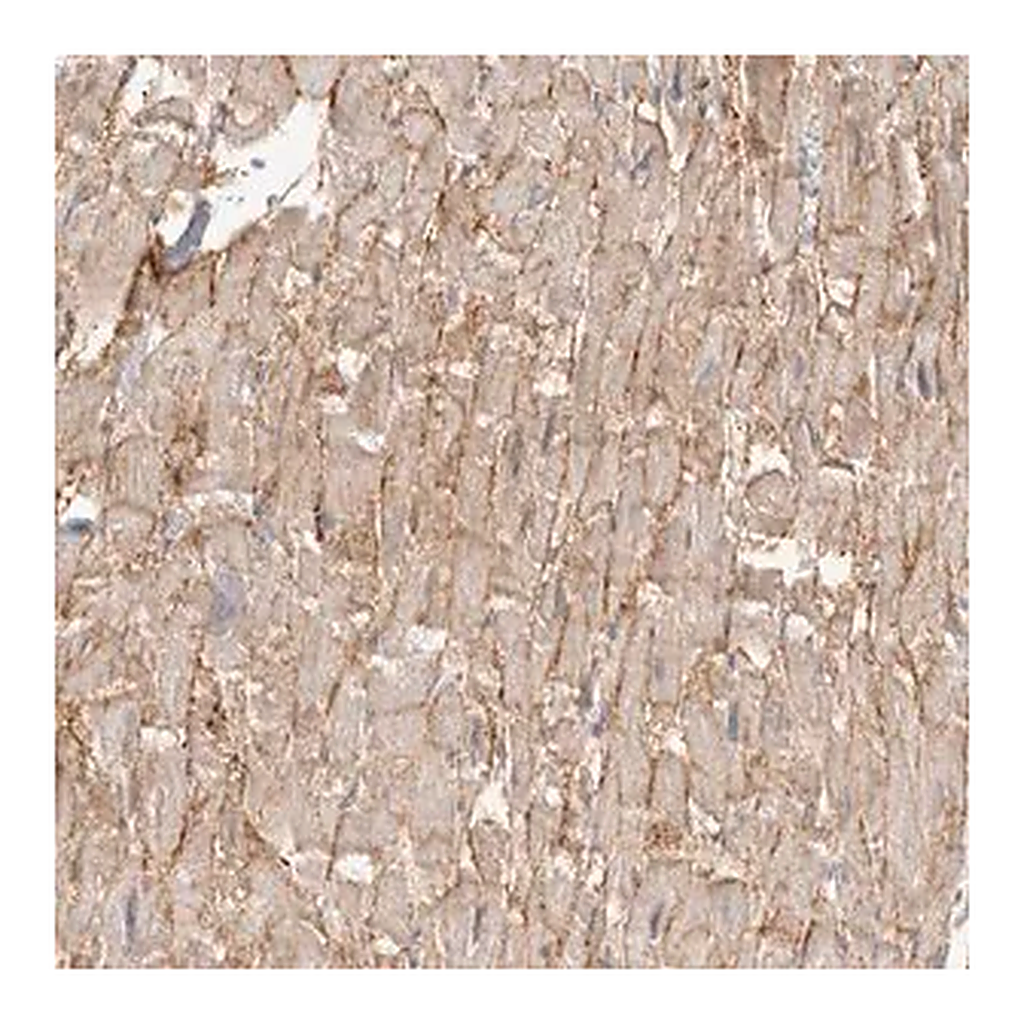 Merck Anti-SGCD antibody produced in rabbit