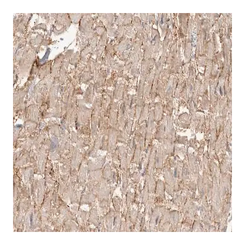 Merck Anti-SGCD antibody produced in rabbit