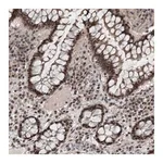 Merck Anti-WDR33 antibody produced in rabbit