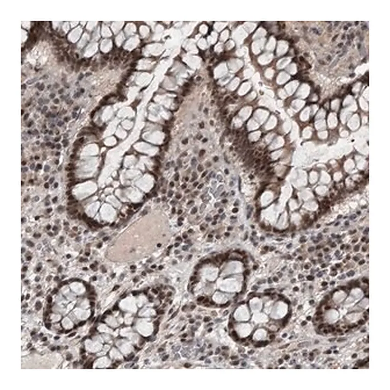 Merck Anti-WDR33 antibody produced in rabbit